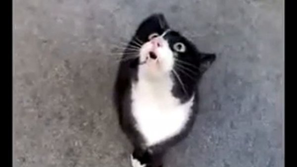 я плакал от смеха