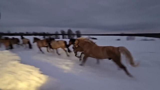 МОЛОДАЯ СЕМЬЯ ВЕДЕТ ХОЗЯЙСТВО В УРАЛЬСКОЙ ГЛУБИНКЕ | РАЗВЕДЕНИЕ БАШКИРСКИХ ЛОШАДЕЙ | РАНЧО НА УРАЛЕ смотреть онлайн