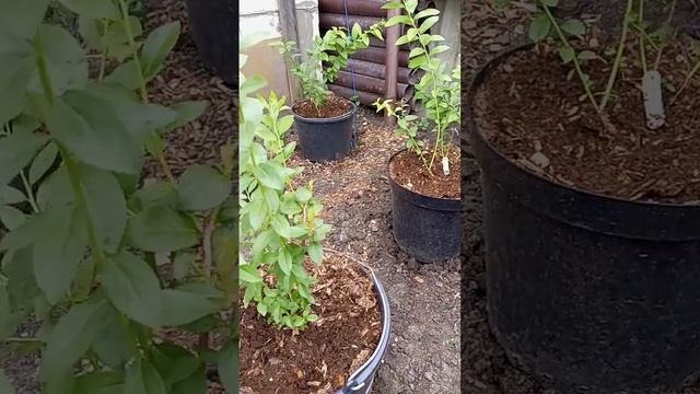 Голубика в контейнерах. Обзор на 04.09.23 смотреть онлайн