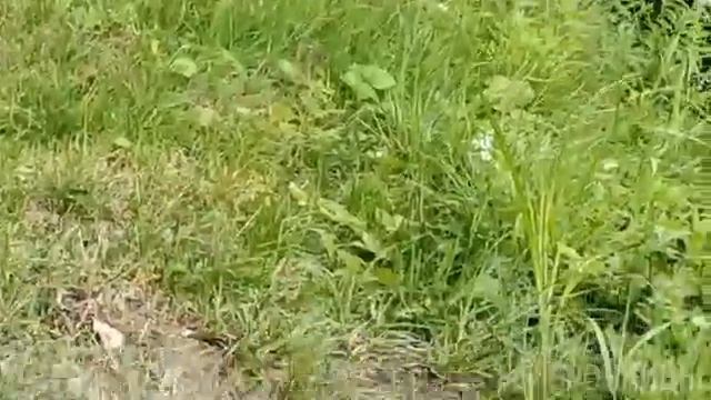Утятки на Бельском Видео: Маргарита Твардовская смотреть онлайн