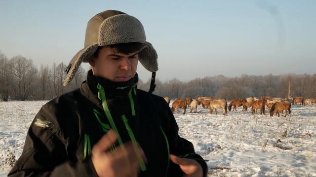 КАК ЛОШАДИ ЗИМУЮТ НА ВОЛЕ смотреть онлайн