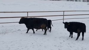 Вернул домой из лесу последнюю лошадь/ Берем кровь у бычков Абердин Ангус/ Деревенская жизнь