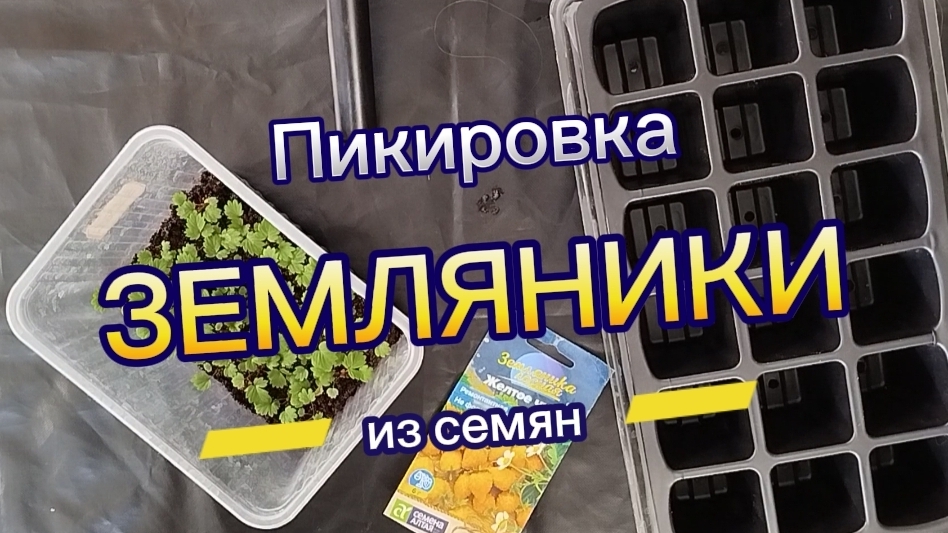 Пикировка земляники из семян.