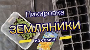 Пикировка земляники из семян.