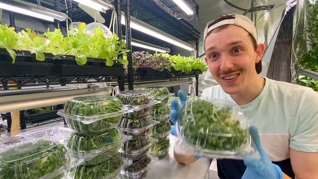 Best Four Microgreens To Grow, Sell, and Eat смотреть онлайн