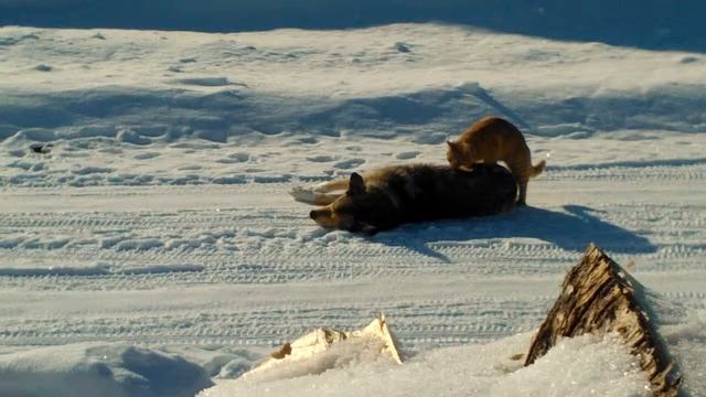 Кот против пса Cat vs dog смотреть онлайн