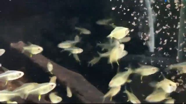 Лимонная тетра (Hyphessobrycon pulchripinnis, Lemon tetra) для природного и нано-аквариума смотреть онлайн