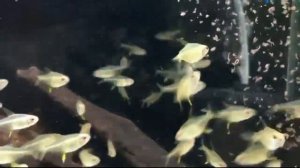 Лимонная тетра (Hyphessobrycon pulchripinnis, Lemon tetra) для природного и нано-аквариума