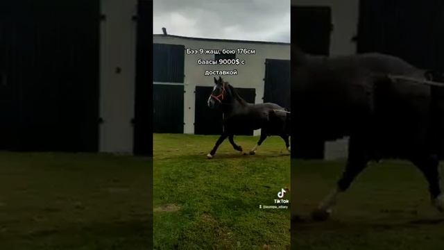 Польша бээ сатылат +996 502 84 04 04 смотреть онлайн