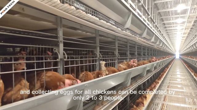 High-Tech Breeding Farms Some Knowledge About Poultry Farm Business смотреть онлайн