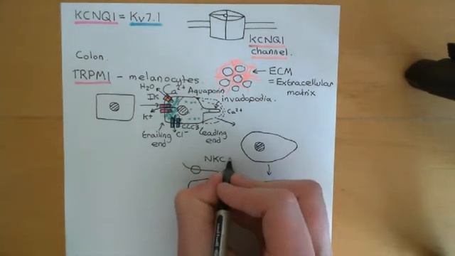 Ion Channels and Cancer Part 7 смотреть онлайн