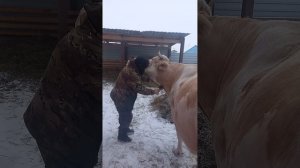 Молоко горчит при запуске коров