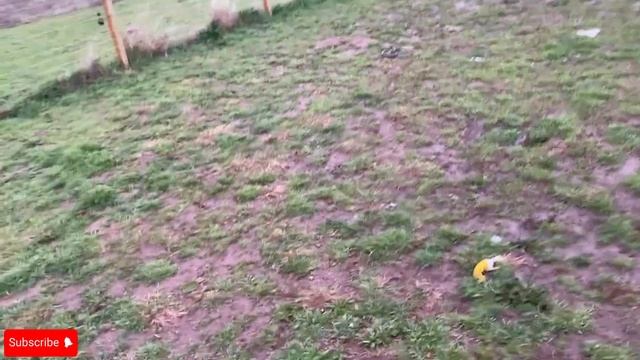 Day In The Life- Dog Boarding Business Episode 1 смотреть онлайн