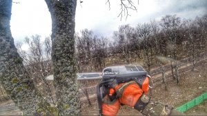 Из вальщика леса в арбористы // Спил дерева по частям // Работа бензопилой ZimAni MS200T