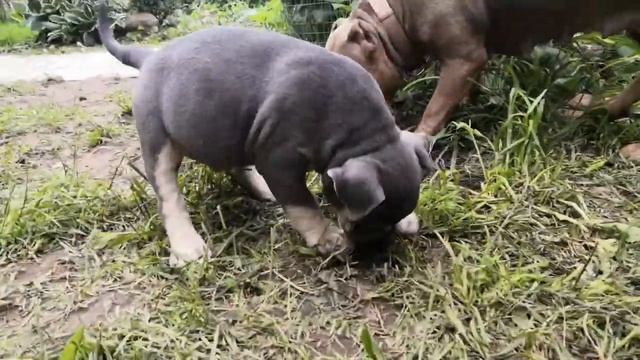 Прогулка - щенки американский булли 😊