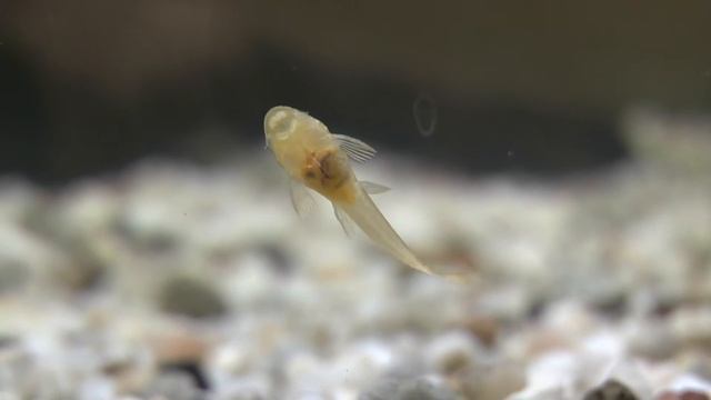 Ancistrus Welse Babys Herz. Ancistrus catfish babies heart смотреть онлайн