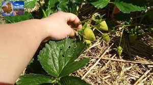 ЛПХ АК_47. Обзор 10ти сортов клубники. Ждём первую ягоду