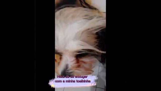 Lhasa Apso de 8 mês tomando banho no balde🐾🚿 смотреть онлайн