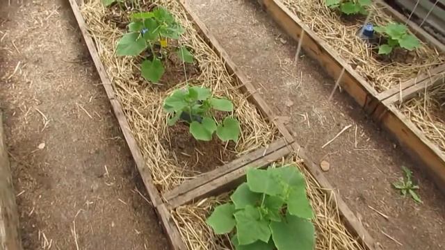 31 мая в нашей теплице смотреть онлайн