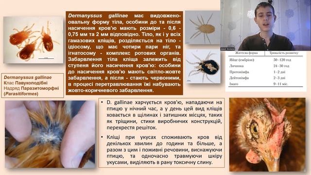 ДЕРМАНІСІОЗ КУРЕЙ В УМОВАХ ПРИСАДИБНИХ ГОСПОДАРСТВ СЕЛИЩА БАРДАУСКАЙ (ЛИТВА) смотреть онлайн