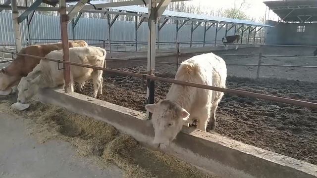 KREDITGA SOTILADIGAN GOLLAND,SMENTAL MOLLAR