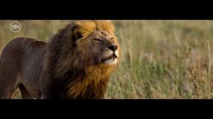 Выжить в Калахари