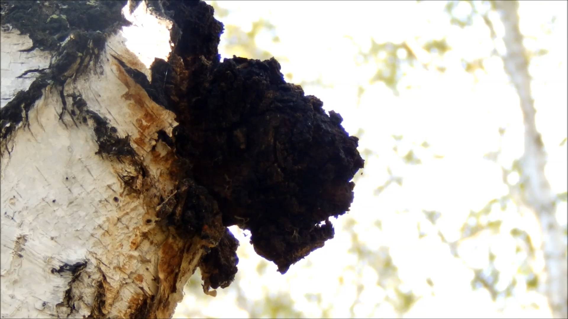 Чага.Полезные свойства.СПОСОБЫ ЗАВАРКИ