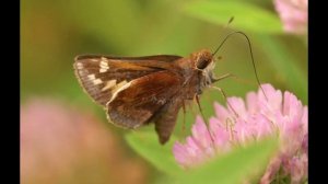 Nikkor Z MC 105mm f/2.8 VR S.