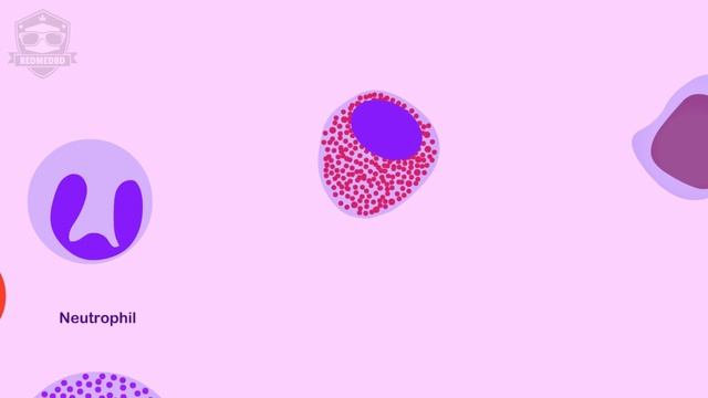 Hematopoiesis | Hematology |Watch How Blood Cells Are Made Inside The Body | Redmedbd