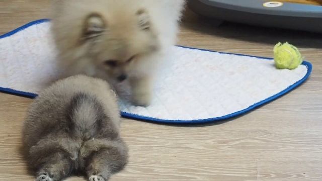 померанский шпиц