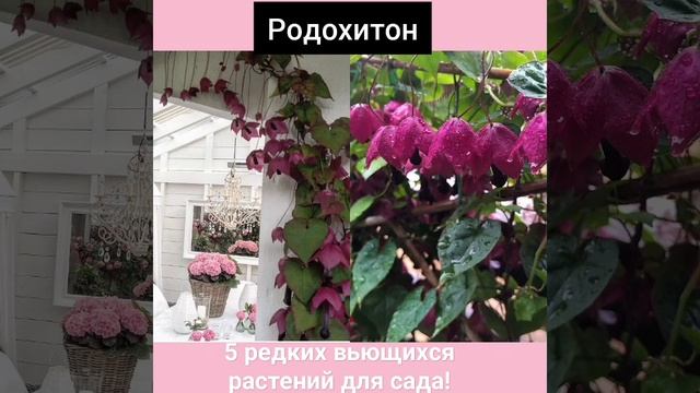 5 редких вьющихся растений для украшения вашего сада! #сад смотреть онлайн