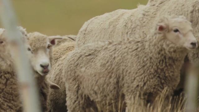 Шерстяные носки оптом. Компания Cashmere House смотреть онлайн