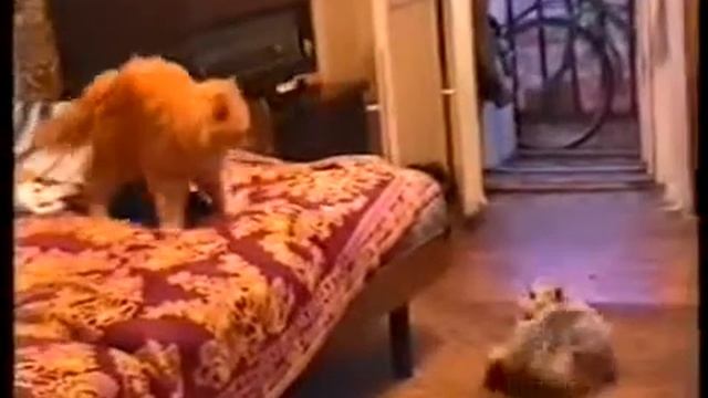 Помолвка кота Вили mpeg4 смотреть онлайн