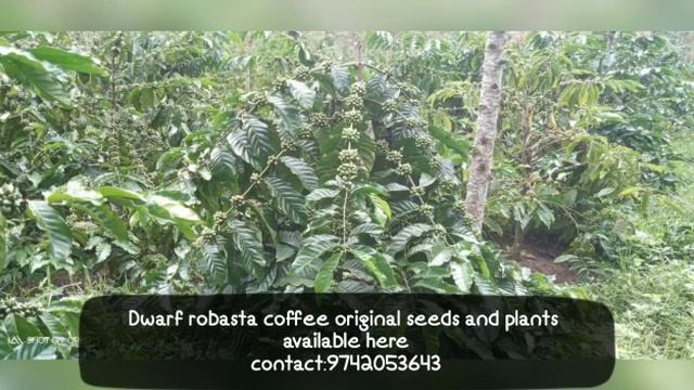 Dwarf coffee plant смотреть онлайн
