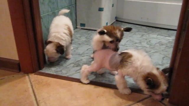 Олегро Катрин Виндзор