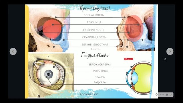 03_1_Анатомия глаза смотреть онлайн