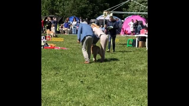 Ка де бо Урсул первые выставки.