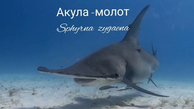 Акула - молот смотреть онлайн