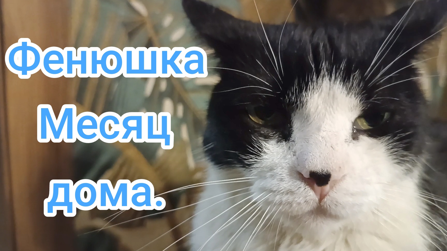 Фенюшка. Месяц домашний. смотреть онлайн