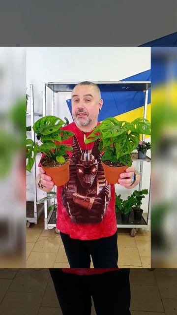Монстера Маска обезьяны, цена 290 гривен! Бронь в вайбер 0996782355 #монстера #погородний смотреть онлайн