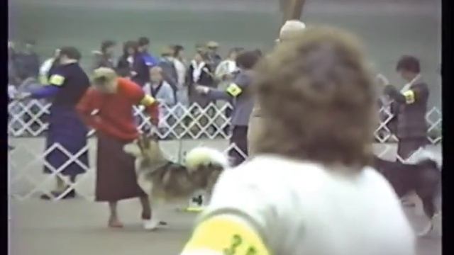 Jan 23, 1988 Wheaton KC Alaskan Malamute Judging