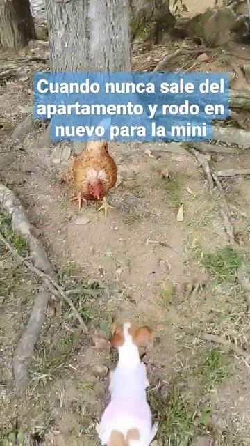 Mini Pincher Vaquita en la finca смотреть онлайн