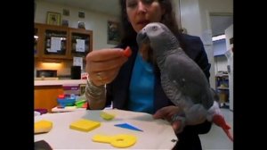 Outcomes Elementary Alex the parrot