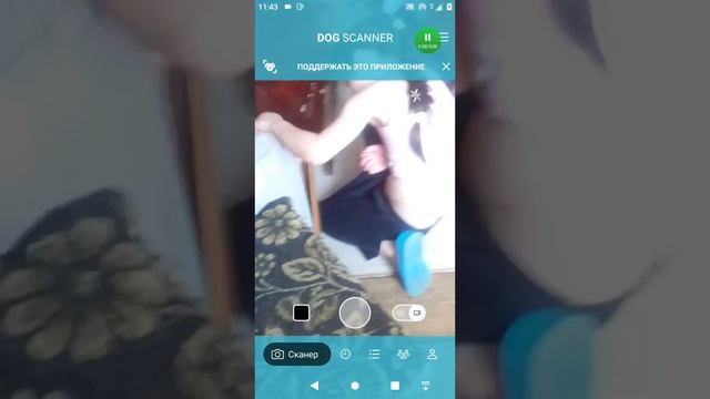 Какая у меня порода ?