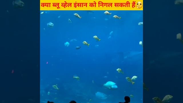 क्या ब्लू व्हेल इंसान को निगल सकती है 🤔 #shorts #youtubeshorts #viral смотреть онлайн