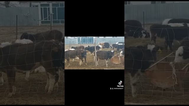 #Продам#Алматы#Узынагаш#Телки 50 голов цена 110 000т 87006976462 и 87768134579 смотреть онлайн