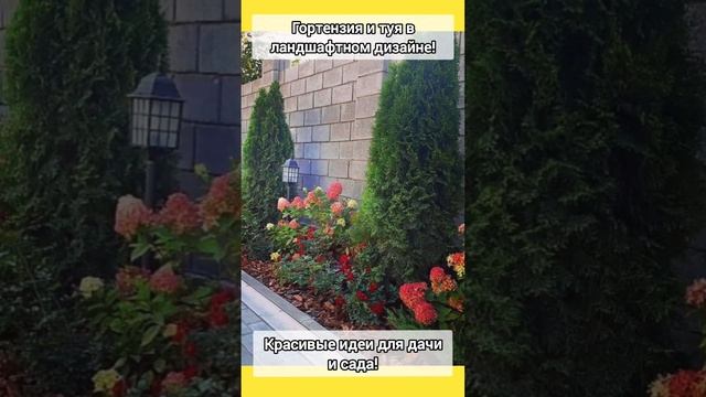 Гортензия и туя в ландшафтном дизайне! Идеи для дачи и дома! #дача #сад #дом смотреть онлайн