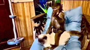 Гамадрилята Степа и Маня ДОСТАЮТ кота Басика по полной! А Степа показывает чудеса эквилибристики)))