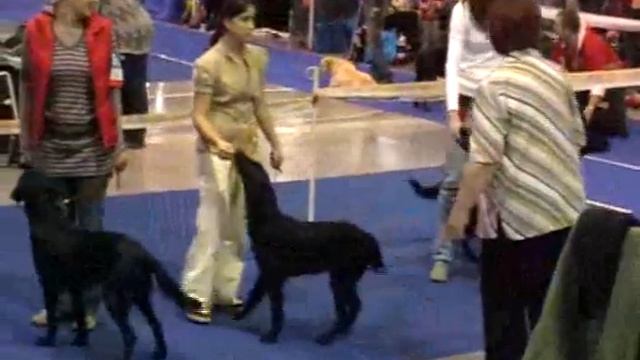 International Dog Show Prague I._20081115