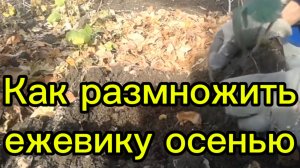 Как размножить безшипную ежевику  у себя в саду